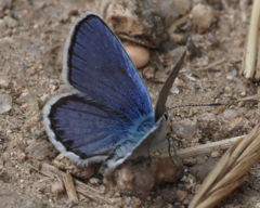 Plebejus melissa