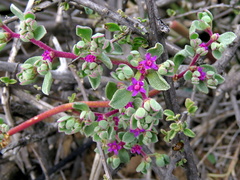 Aizoon sarcophyllum