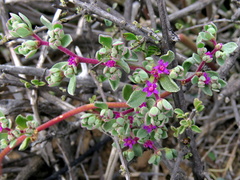 Aizoon sarcophyllum