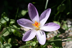Crocus corsicus