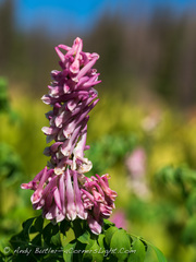 Corydalis caseana
