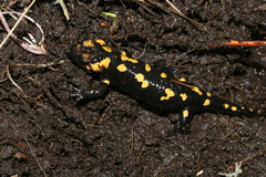 Salamandra corsica
