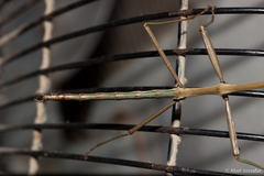 Diapheromera calcarata