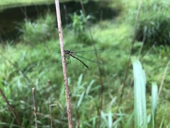 Lestes temporalis