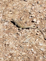 Aspidoscelis neotesselatus