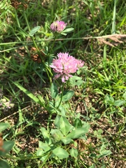 Trifolium pratense
