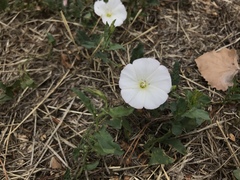 Convolvulus arvensis