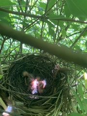 Dumetella carolinensis