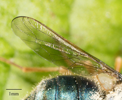 Eulonchus sapphirinus