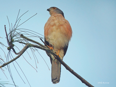 African Goshawk photo 5