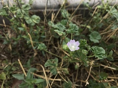 Malva neglecta