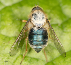 Eulonchus sapphirinus