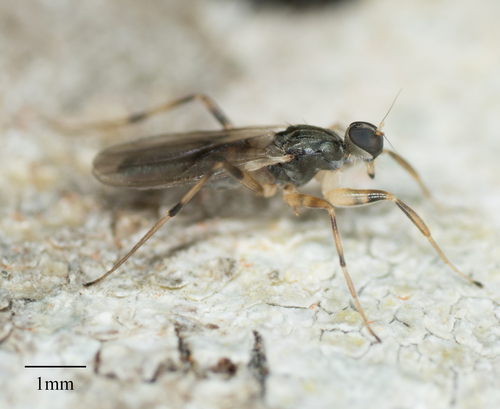 Hybotidae