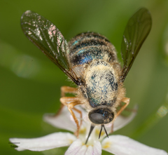 Eulonchus sapphirinus