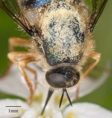 Eulonchus sapphirinus