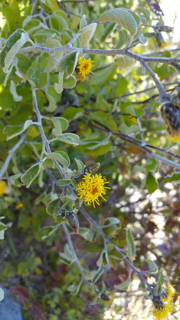 Distephanus ochroleucus