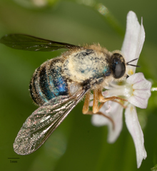 Eulonchus sapphirinus