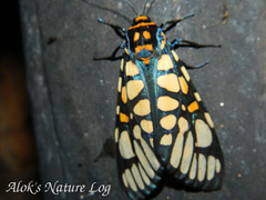 Aglaomorpha plagiata