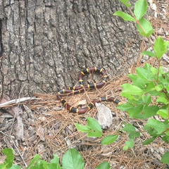 Micrurus tener tener