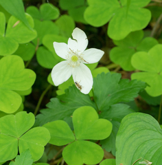Anemonastrum deltoideum