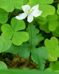 Anemonastrum deltoideum