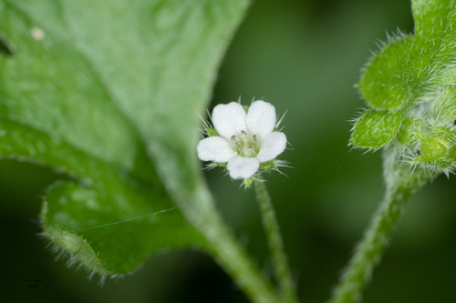 Smallflower nemophila (Nemophila parviflora)