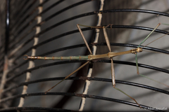 Diapheromera calcarata