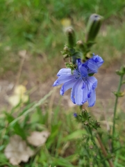Cichorium intybus