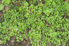 Chrysosplenium glechomifolium