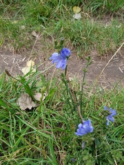 Cichorium intybus
