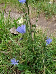 Cichorium intybus