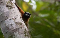 Saguinus tripartitus