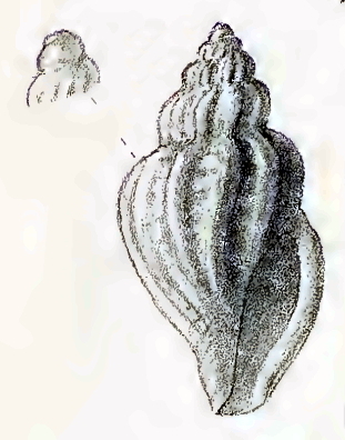 Brachycythara