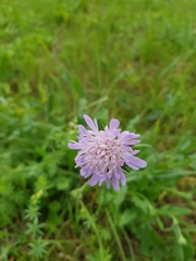 Knautia arvensis
