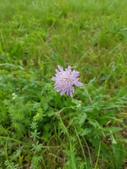 Knautia arvensis