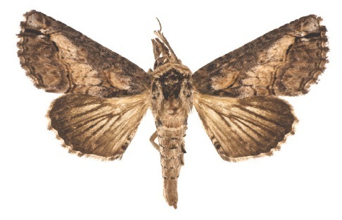 Paectes nana