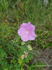 Malva alcea