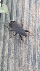 Neurocladus brachiidens