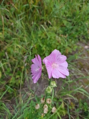 Malva alcea