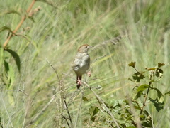 Cisticola lais