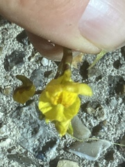 Utricularia australis