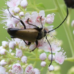 Trigonarthris proxima