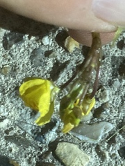 Utricularia australis