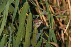 Acrocephalus melanopogon