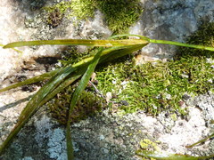 Potamogeton zosteriformis