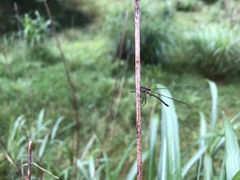 Lestes temporalis