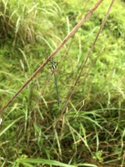 Lestes temporalis