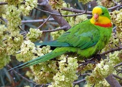 Polytelis swainsonii
