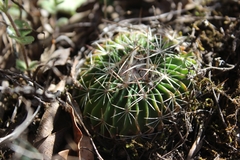 Echinofossulocactus heteracanthus