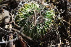 Echinofossulocactus heteracanthus